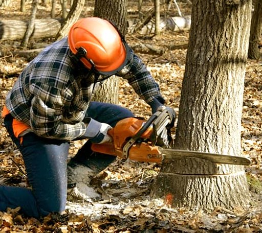Tree Removal in Alma Center, WI
